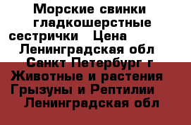 Морские свинки, гладкошерстные сестрички › Цена ­ 1 500 - Ленинградская обл., Санкт-Петербург г. Животные и растения » Грызуны и Рептилии   . Ленинградская обл.